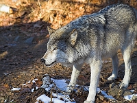 Arctic Wolves